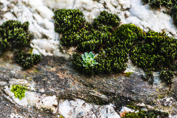Close-up of wild succulents and moss grow on the rocks. Concept of the delicacy of nature
