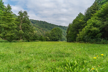 A floodplain meadow with trees under light cloudy sky.