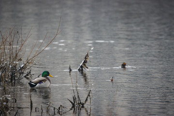 duck on the water in winter