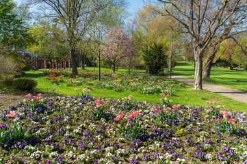 Fototapeta premium Flower beds in a park in the spring sunshine.