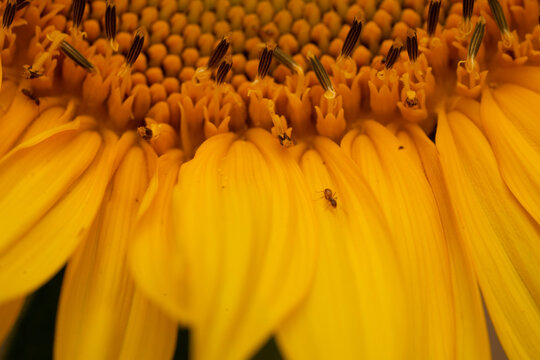 yellow tulip flower © SandyAmandy