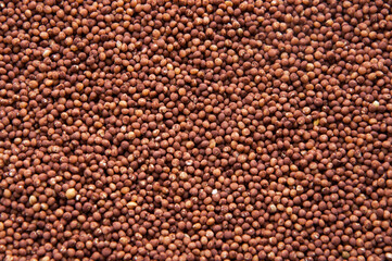 a lot of coffee beans. coffee drinking concept. red creative background. dried brown beans