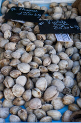 fresh mussels market