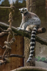 Lemur animal on wood with long striped tail