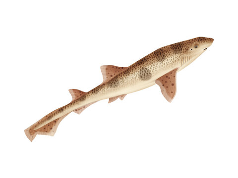 requin , grande roussette , poisson, mer, animal, vecteur, oc&eacute;an,  dangereux, blanc, isol&eacute;, sous-marin, bleu, dauphin, illustration, ailette, eau, pr&eacute;dateur, nature, , marin, nage, faune, danger, nage