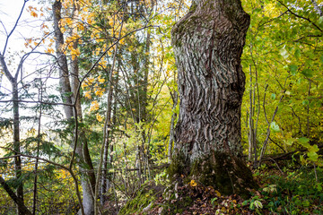 The trunk of an old oak tree growing in the forest with textured bark