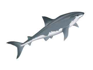 requin blanc ,  poisson, mer, animal, vecteur, océan,  dangereux, blanc, isolé, sous-marin, bleu, dauphin, illustration, ailette, eau, prédateur, nature, , marin, nage, faune, danger, nager, 