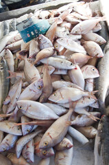 fresh fish in the market