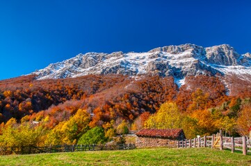 Forest autumn in Redes, Asturias. Spain.