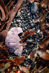 A closeup of a crashed test of a sea urchin and see weed leaves on the black sand beach. Atlantic...
