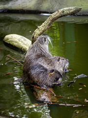 Three nutrias (coypu) resting on a tree branch in the pond. 