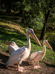 A group of pelicans resting on the river bank. 