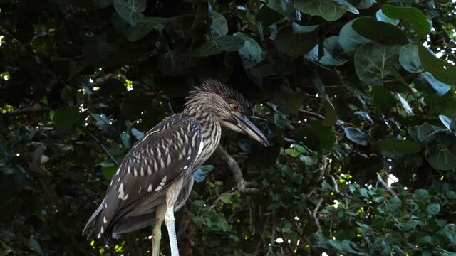 Juvenile Black Crowned Night Heron; brown and white crested heron type beach bird; making bird call on fence post at bird sanctuary on west coast of Florida  