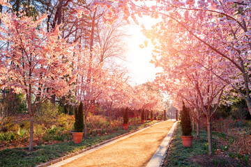 Rows of Cherry Blossoms