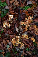 autumn leaves on the ground