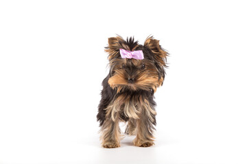 Yorkshire Terrier puppy stands on a white background.