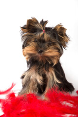 Yorkshire Terrier puppy sits in red feathers on a white background.