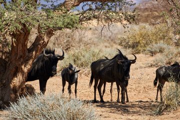 Herd of blue wildebeest gnus (Connochaetes taurinus) in Namibian wilderness
