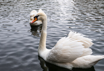 Two graceful white swans swim in the dark water.