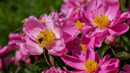 Fototapeta premium Peony Dancing Butterfly in bloom. Beautiful pink flowers of peony Dancing Butterfly