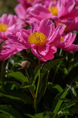 Peony Dancing Butterfly in bloom. Beautiful pink flowers of peony Dancing Butterfly