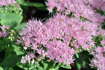Fototapeta premium Kwitnący rozchodnik okazały (Sedum spectabile) odmiany ‘Brillant’