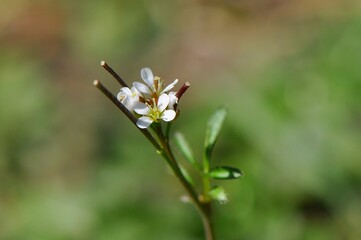 Mały i niepozorny kwiat dzikorosnącej gęsiówki (Arabis sp.)