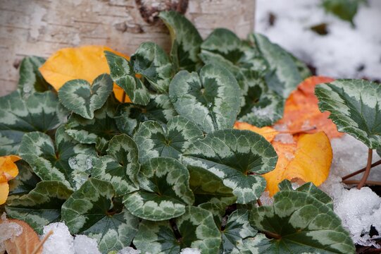 Wystające spod śniegu liście cyklamenu (Primulaceae)