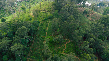 Piękny krajobraz zielonych gór z lotu ptaka. © insomniafoto