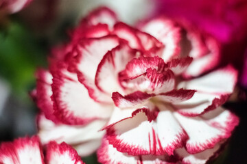 Carnation multicolored close-up. Beautiful flower in a bouquet