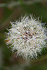 Fototapeta premium 25