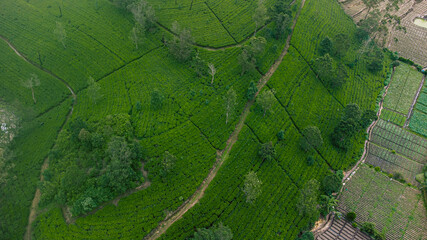 Krajobraz pól herbaty, piękne naturalne zielone tło. © insomniafoto