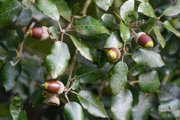 Oak acorns maturing