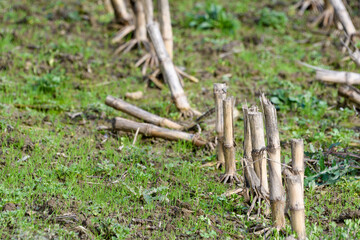 Remains of corn stalks in a corn field
