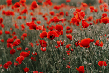 Beautiful red poppies at sunset