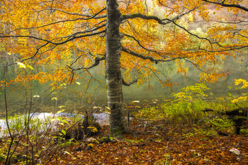 Biogradsko lake view through autumn tree, Montenegro