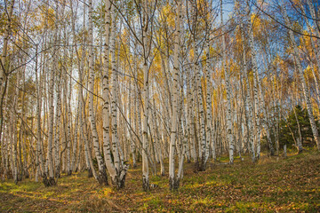 Birch forest on mountain in autumn.