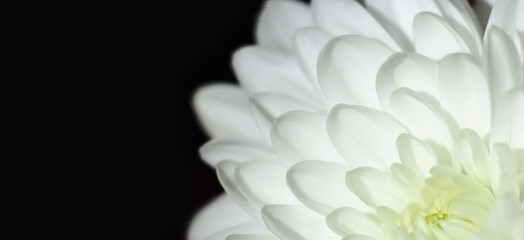 Chrysanthemum multicolored close-up. Beautiful flower close-up. White petals