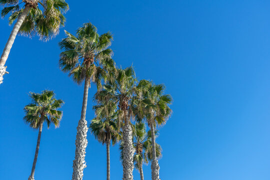 Low angel view of tall palm trees with clear blue sky