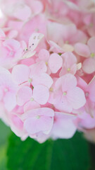 Hydrangea flower for decorating bouquets, decorations, gifts, home interiors. Flowers for the bride's bouquet. Background for site design. Web design. Florist shop, decoration services.