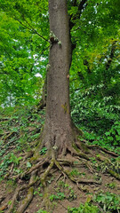 forest tree with large roots
