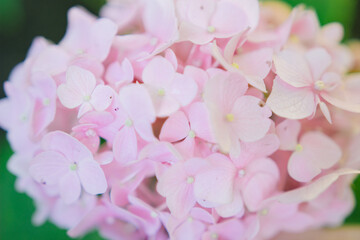 Hydrangea flower for decorating bouquets, decorations, gifts, home interiors. Flowers for the bride's bouquet. Background for site design. Web design. Florist shop, decoration services.