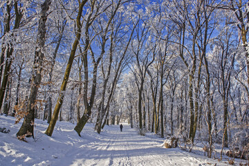 Snow and frost in the forest. Winter scene.