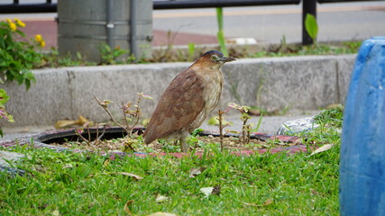 レッドリスト、擬態しているつもりのミゾゴイ