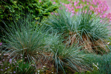 Festuca glauca or blue fescue or gray fescue is a perennial herb of the Cereals family ( Bluegrass )
