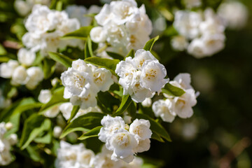 Chubushnik ( lat. Philadélphus ) - genus of shrubs from the family hydrangeaceae ( Hydrangeaceae) 