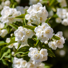 Chubushnik ( lat. Philadélphus ) - genus of shrubs from the family hydrangeaceae ( Hydrangeaceae)