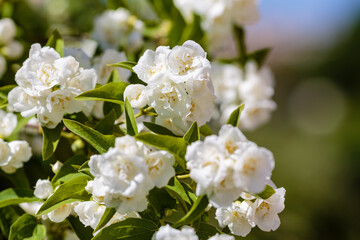 Chubushnik ( lat. Philadelphus ) - genus of shrubs from the family hydrangeaceae 