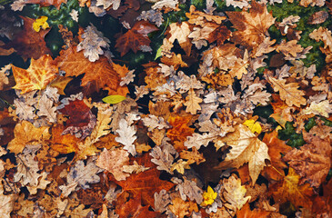 Bunch of leaves from different types of wood float on the surface of the water in the pond