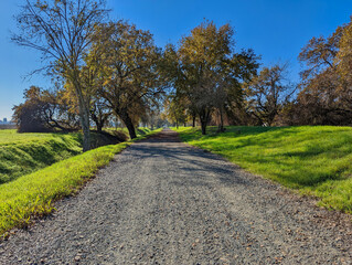 Fototapeta na wymiar Walking path through oak trees during fall season